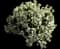 Jade Plant — design image 8