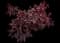 Flowering Plum Tree (Prunus cerasifera) — design image 3