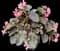Wax Begonia — design image 3