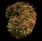 Nandina — design image 2