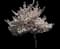 Mt. Fuji Flowering Cherry — design image 6