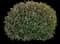 Indian Hawthorn (Rhaphiolepis indica) — design image 15