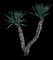 Spanish Dagger Yucca — design image 9