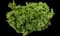 Blue Chip Creeping Juniper — design image 5