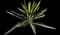 Giant Cabuya — design image 4