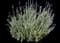 French Lavender — design image 1