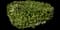 Pittosporum Mojo® — design image 7