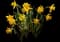 Wild Daffodil — design image 31