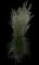 Karl Foerster Grass — design image 12