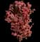 Barberry Bush — design image 6