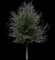 Live Oak Tree — design image 4