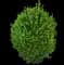 Lynwood Gold Forsythia Shrub — design image 2