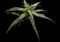 Soap Aloe — design image 16