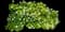 Oakleaf Hydrangea Shrub — design image 10