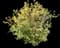 Japanese Spiraea — design image 24