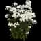 Tall Garden Phlox (Phlox paniculata) — design image 6