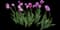 Tulip 'Andre Rieu Single Late' — design image 1