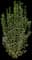 Swift Straight Talk® Privet — design image 1