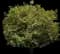 Tamarind Tree — design image 1
