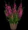 Guardian Angel™ Berry Sparkler Angelonia — design image 2