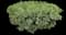 Mock Orange — design image 1