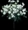 Rosa Floribunda 'Iceburg' — design image 1