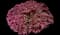 Crimson Fire™ Loropetalum — design image 9