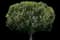 Chinese Banyan — design image 1