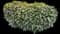 Herbst's Bloodleaf — design image 1