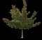 Silver Maple Tree — design image 16
