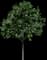 Shagbark Hickory — design image 2
