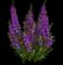 Guardian Angel Blue Summer Snapdragon — design image 1
