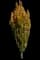 Columnar Green Beech — design image 3