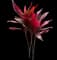 'Red Sister' Cabbage Palm — design image 16