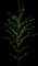 Cornelian Cherry Dogwood — design image 2