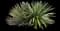 Thread-leaf Agave — design image 10