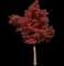Sourwood — design image 2