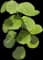 Nasturtium — design image 2