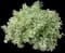 Ivory Halo® Variegated Dogwood — design image 4