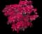 Poinsettia — design image 3
