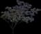 Summer Chocolate Mimosa Tree — design image 1