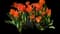 Tulip 'Disneyland Paris' — design image 1