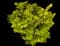 Sunjoy® Citrus Barberry — design image 6