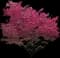 European Spindle Tree — design image 2
