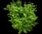 Cole's Compact Burning Bush — design image 4