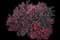 Barberry Bush — design image 7