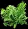 Kimberley Queen™ Australian Sword Fern, Queen Fern — design image 2