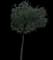 Live Oak Tree — design image 7