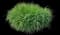 Switchgrass (Panicum) — design image 3