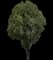 Flowering Pear Tree — design image 11